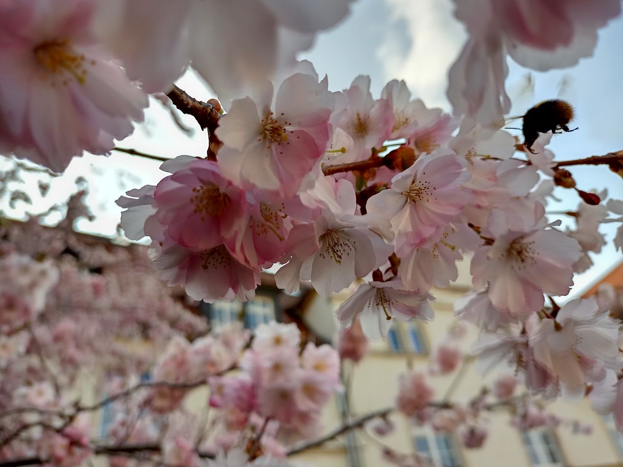 Kirschbl&uuml;te mit Hummel