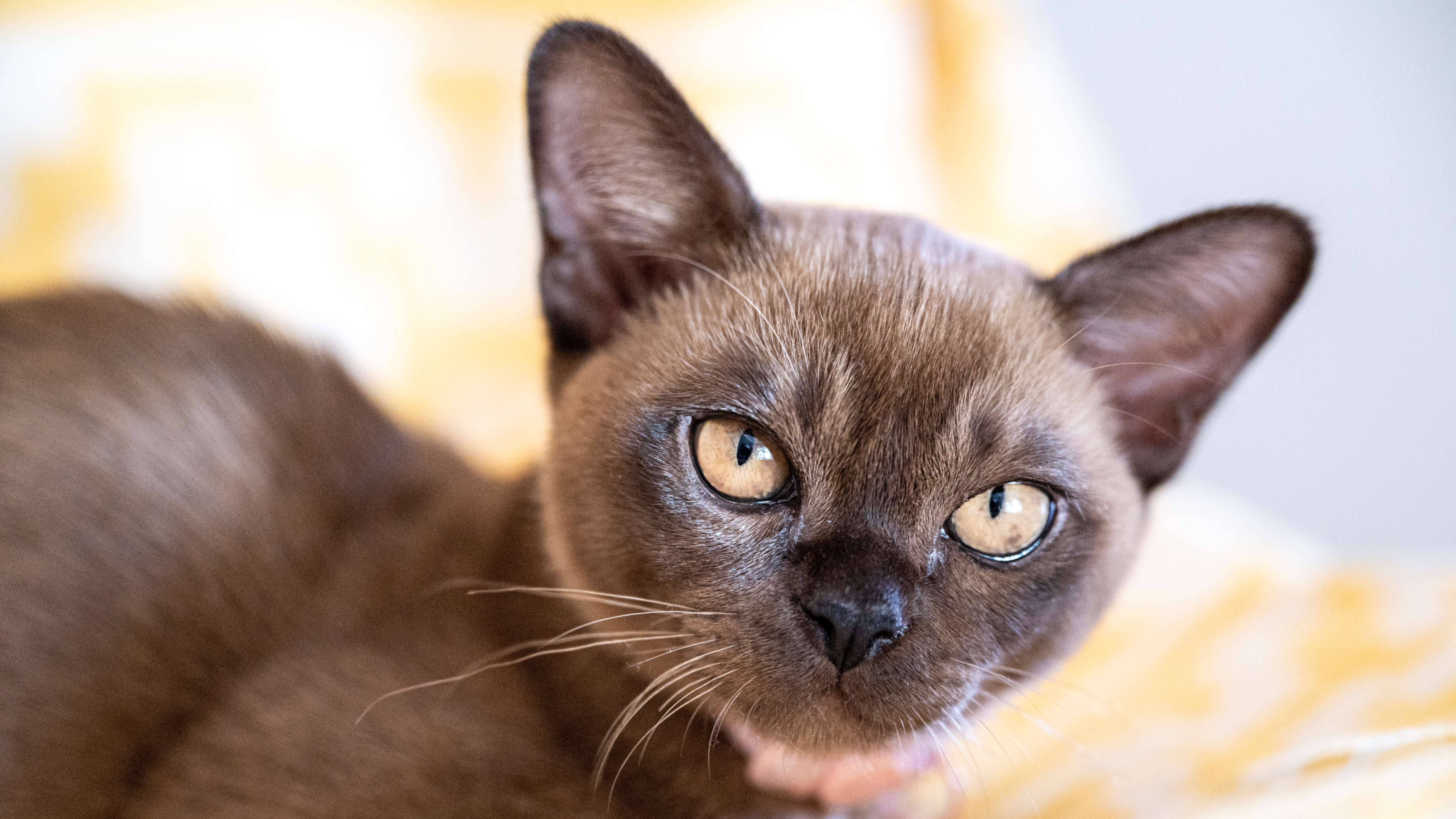 Burmese kitten