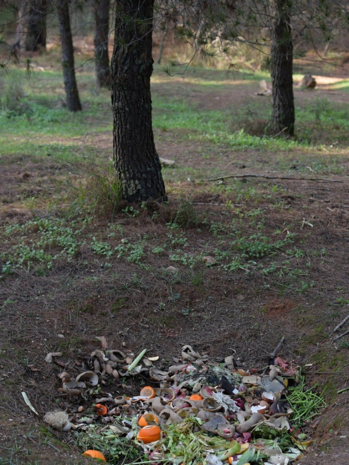 Outdoor Compost In A Pit