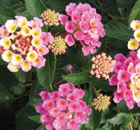 Bandana Pink Lantana | Available at Nature Hills