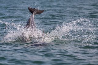A dolphin spotted in Cardigan Bay, Wales, one of the great family days out in Wales