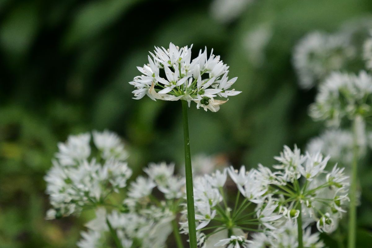A photo taken on a Panasonic Lumix GH7 Micro Four Thirds camera