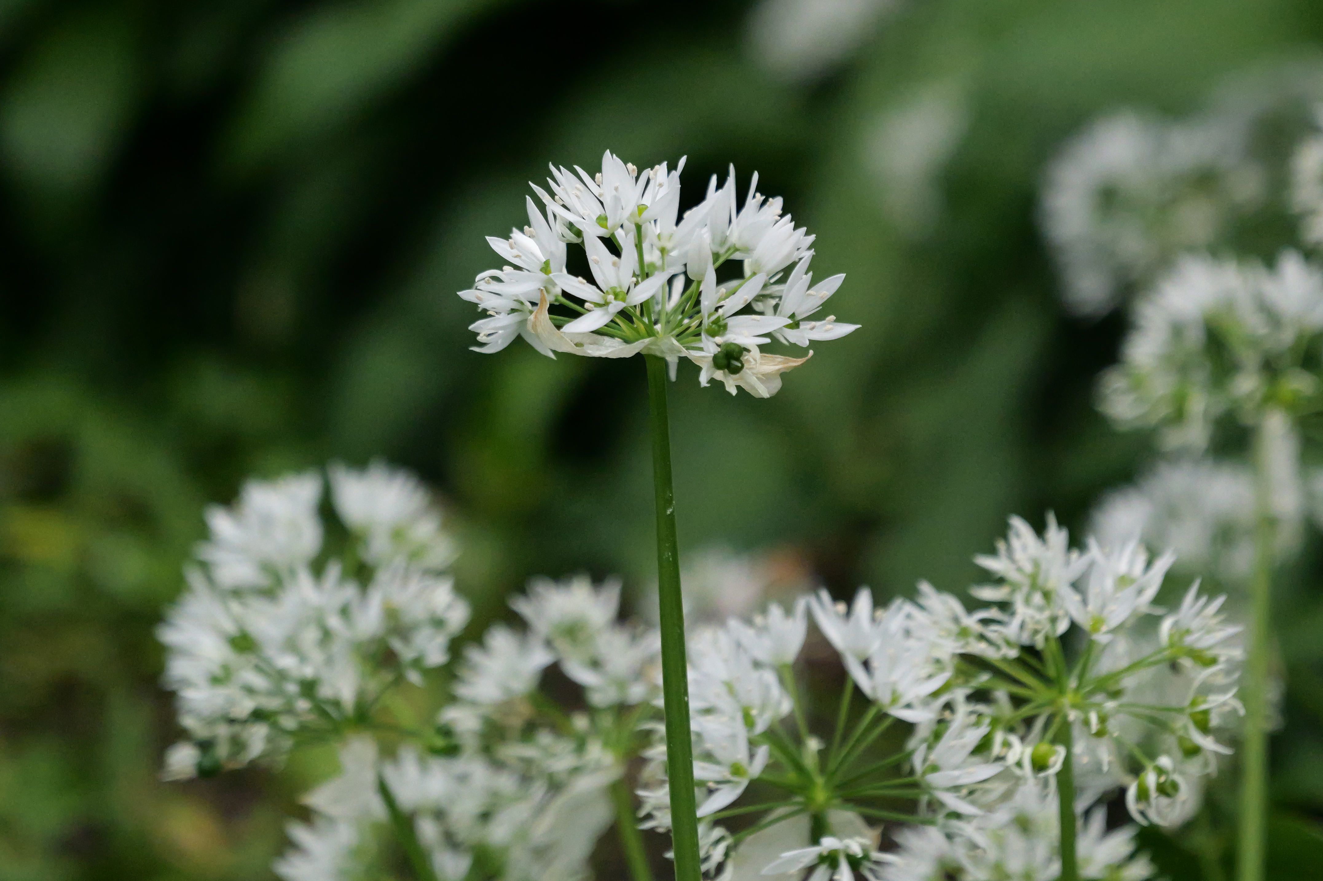 A photo taken on a Panasonic Lumix GH7 Micro Four Thirds camera
