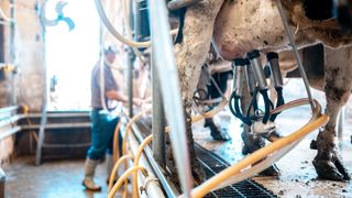 A row of cows being milked