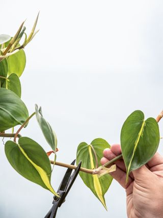 Philodendron cutting from the The Propagation Handbook by Hilton Carter (CICO Books, £25)