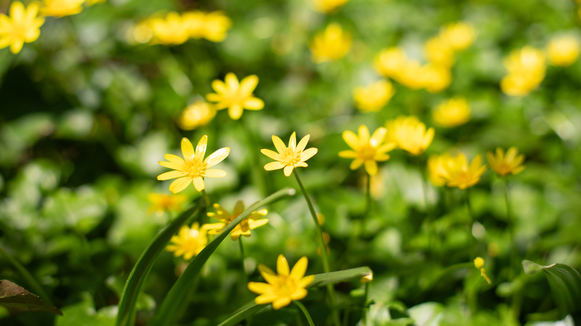  lesser celandine plants