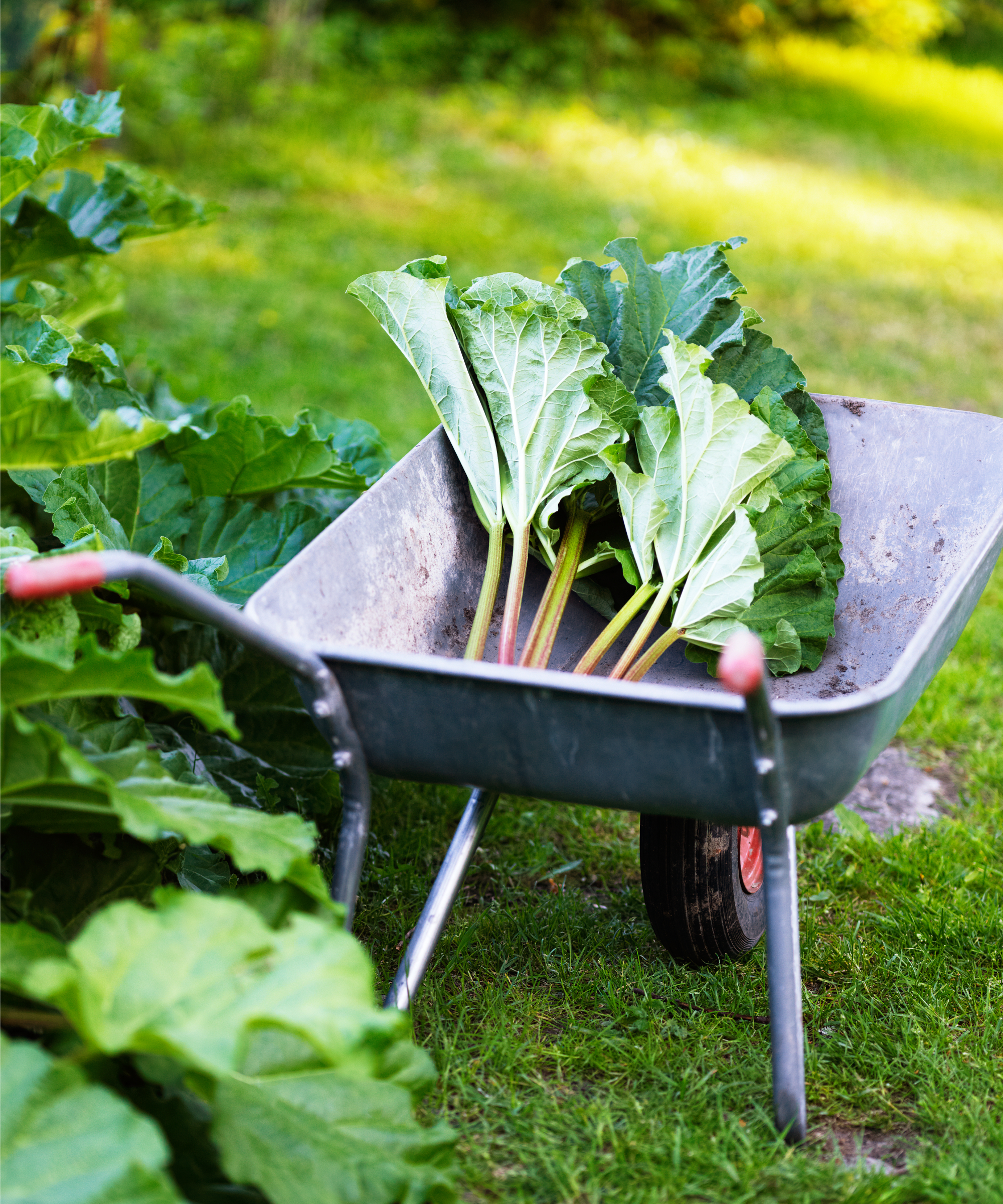 Harvested rhubarb in a wheelbarrow