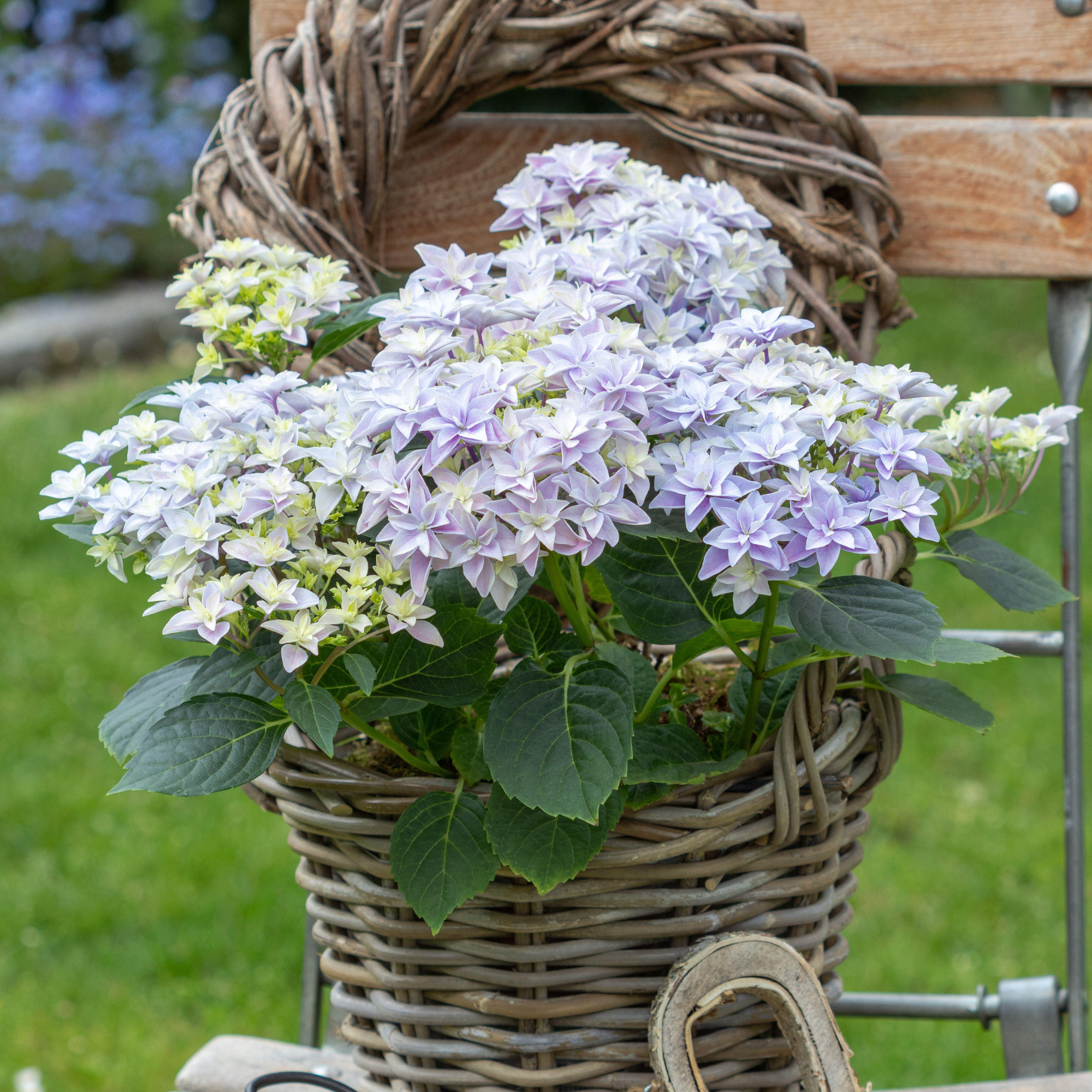 Purple double dutch hydrangea growing in a wicker pot.