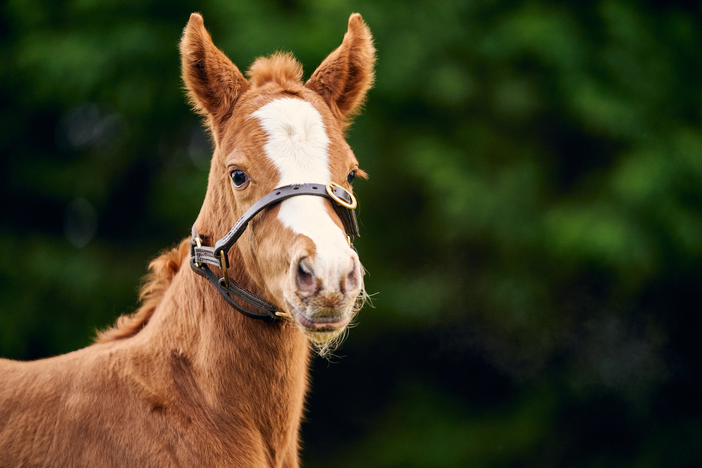 Stradivarius foal