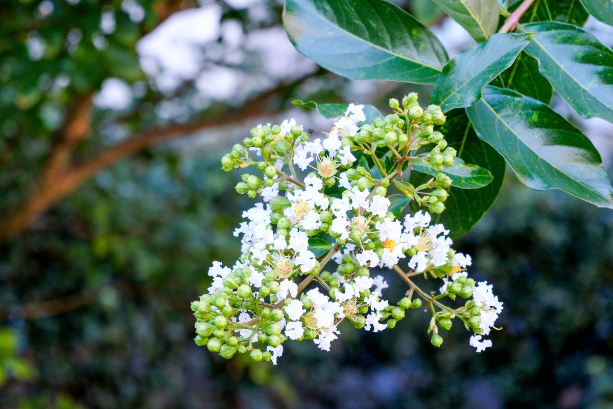 A photo of a cluster of tiny white flowers