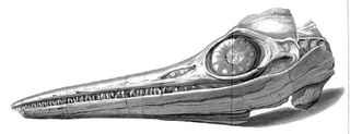A scientific drawing of the skull of an ichthyosaur found by Mary and Joseph Anning.