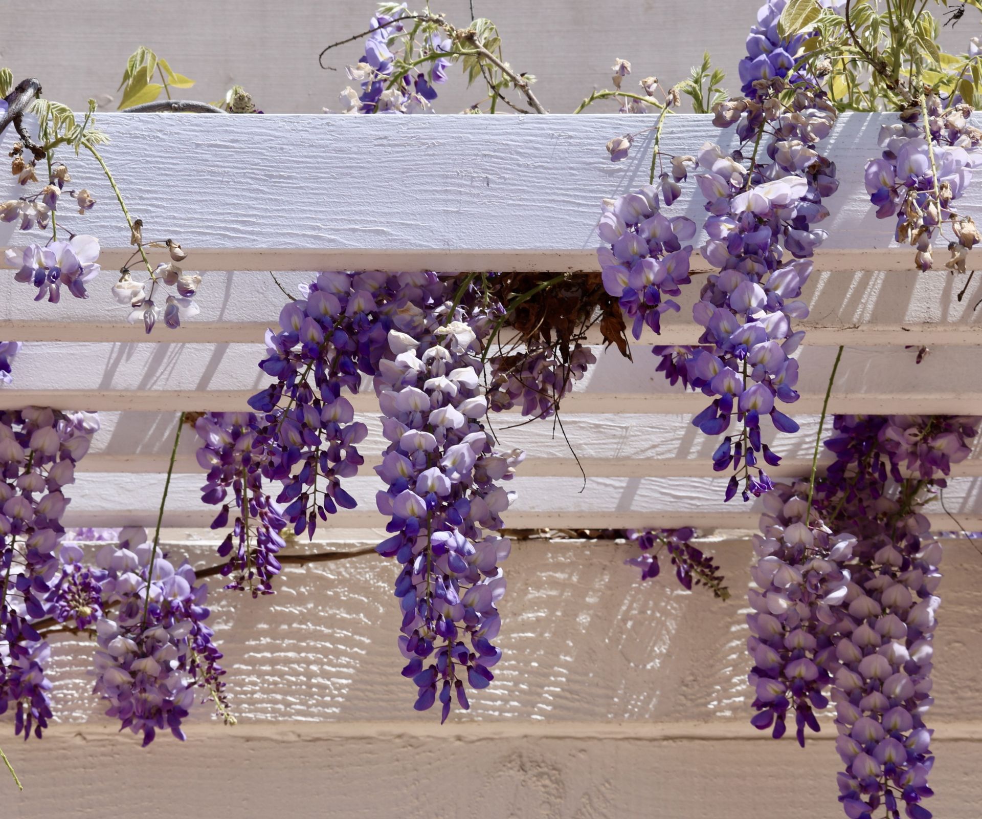Wisteria blooming along a garden fence
