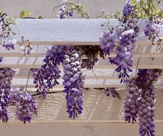 Wisteria blooming along a garden fence