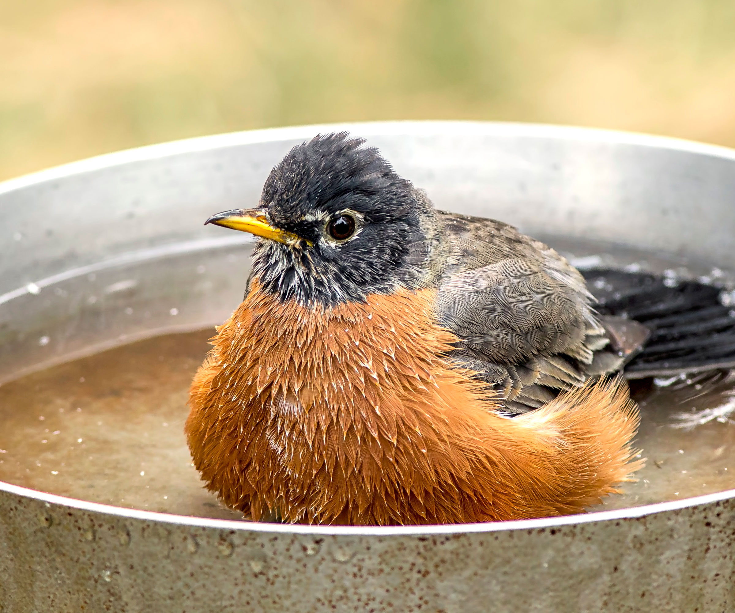 American robin bathing in shallow metal bird bath