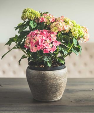 pink potted hydrangea indoors