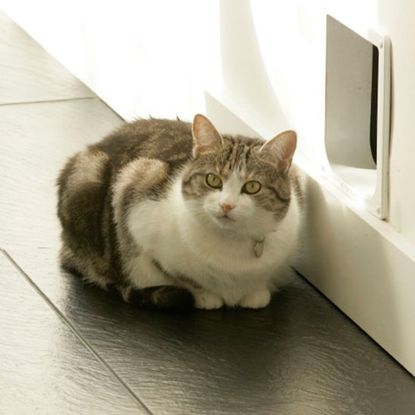 doorway with cat and white wall