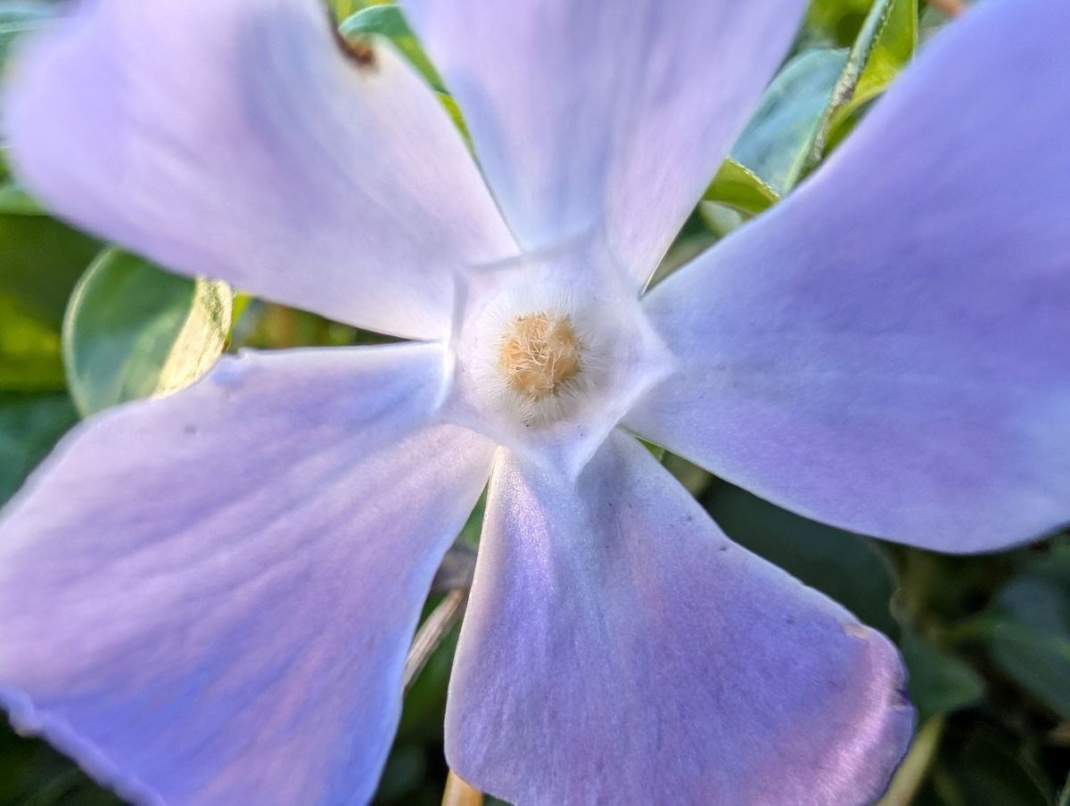 Google Pixel 10 Pro camera sample macro ultrawide