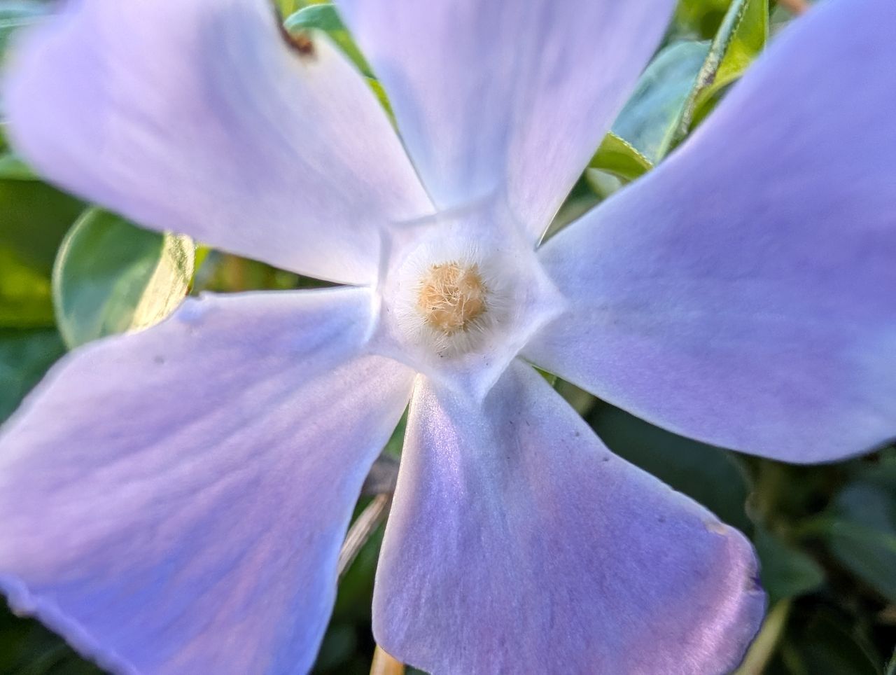 Google Pixel 10 Pro camera sample macro ultrawide