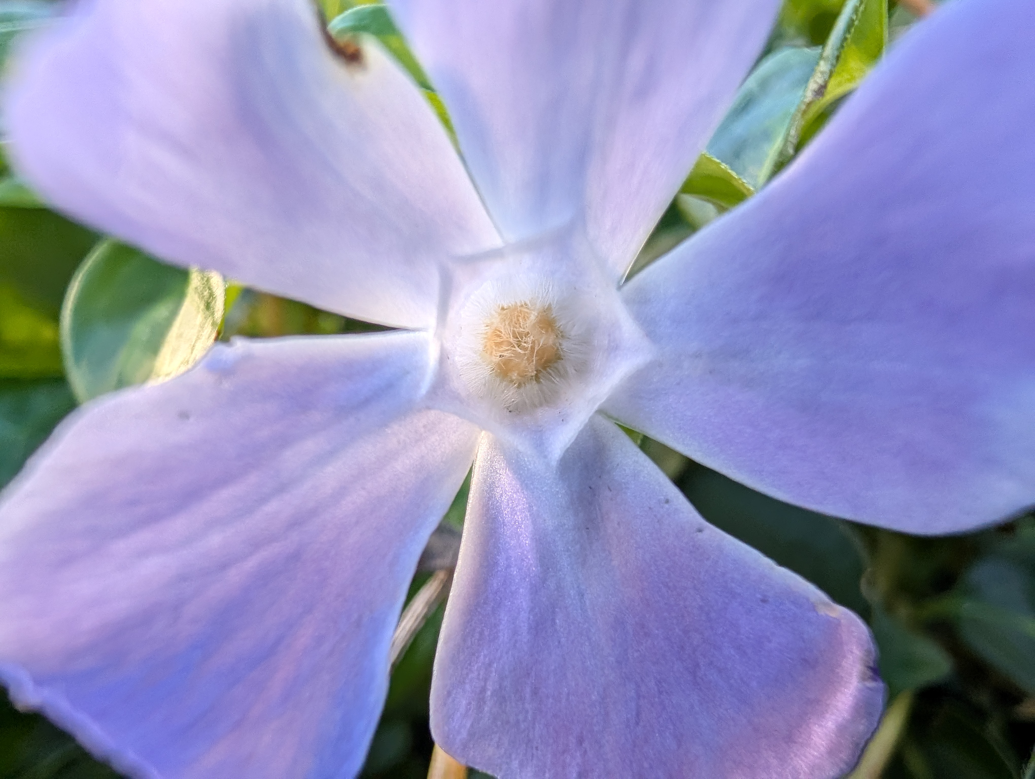 Google Pixel 10 Pro camera sample macro ultrawide