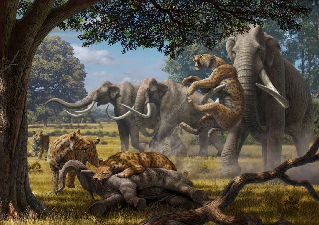 Illustration shows a pack of saber-toothed cats (Smilodon) fighting with adult Colombian mammoths over a juvenile mammoth they&#039;ve felled.