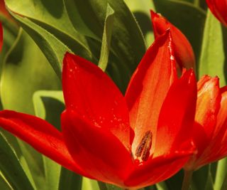 Red tulip in bloom