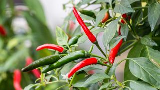 chillies growing on plant