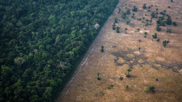 World leaders pledge to end deforestation by 2030