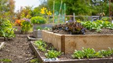 Multi Level wooden planter boxes filled with vegetables and flowers. 