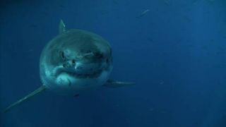 Guadalupe Island, Mexico: A Great White Shark