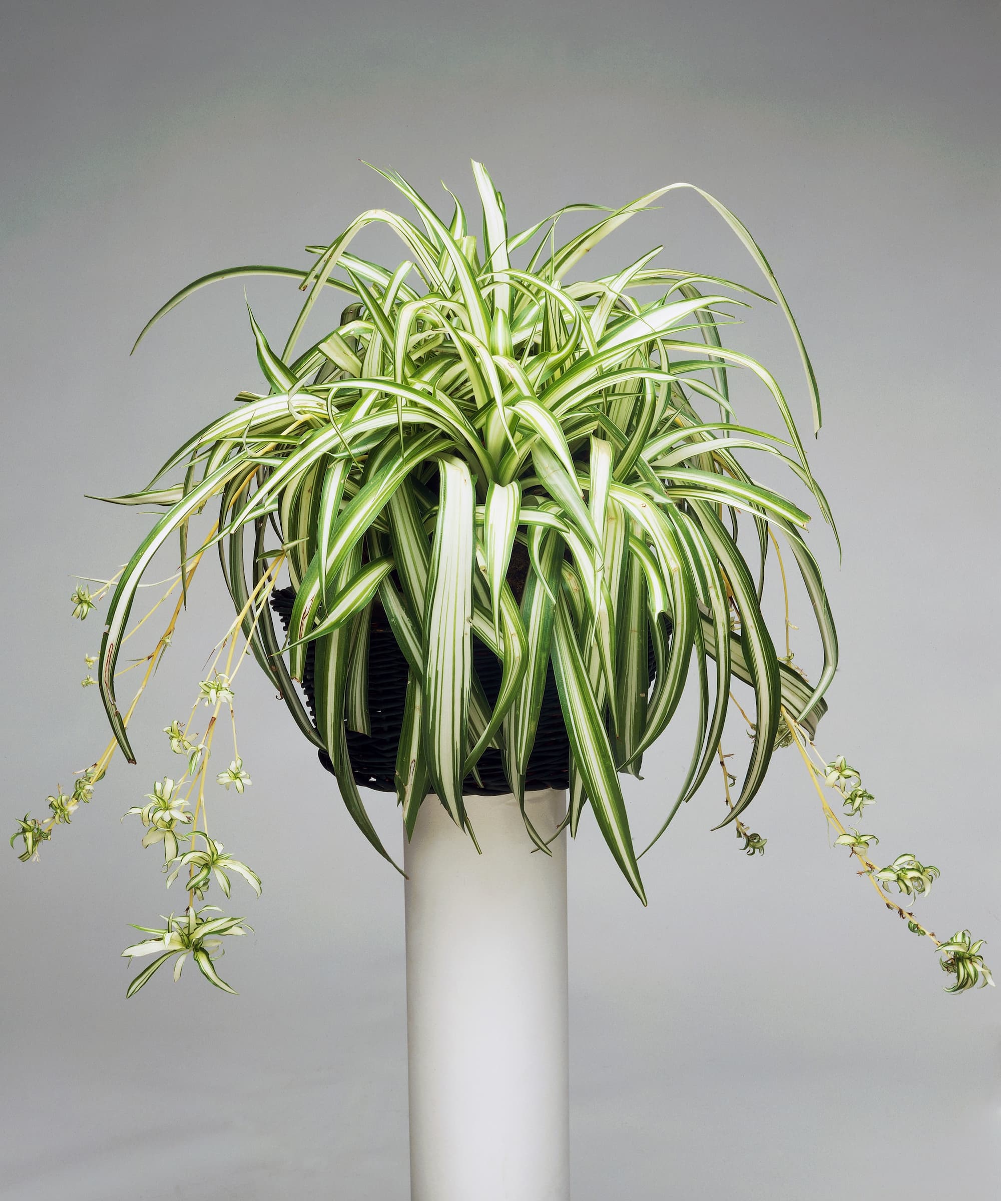 A spider plant on a stand