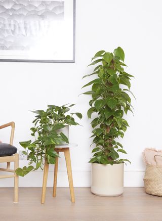Devil's Ivy in a pot on a stool by a white wall