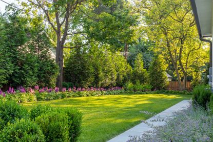 a backyard with large trees