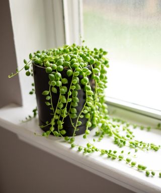 String of pearls plant on a windowsill