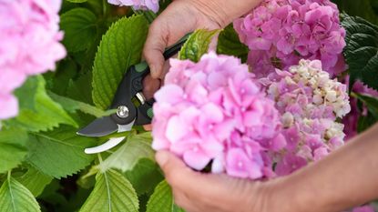 Hands in shot cutting pink hydrangeas with secateurs