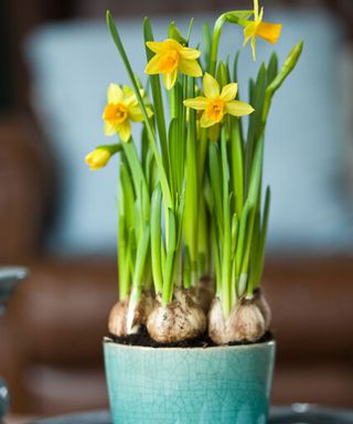 miniature Tete a Tete daffodils