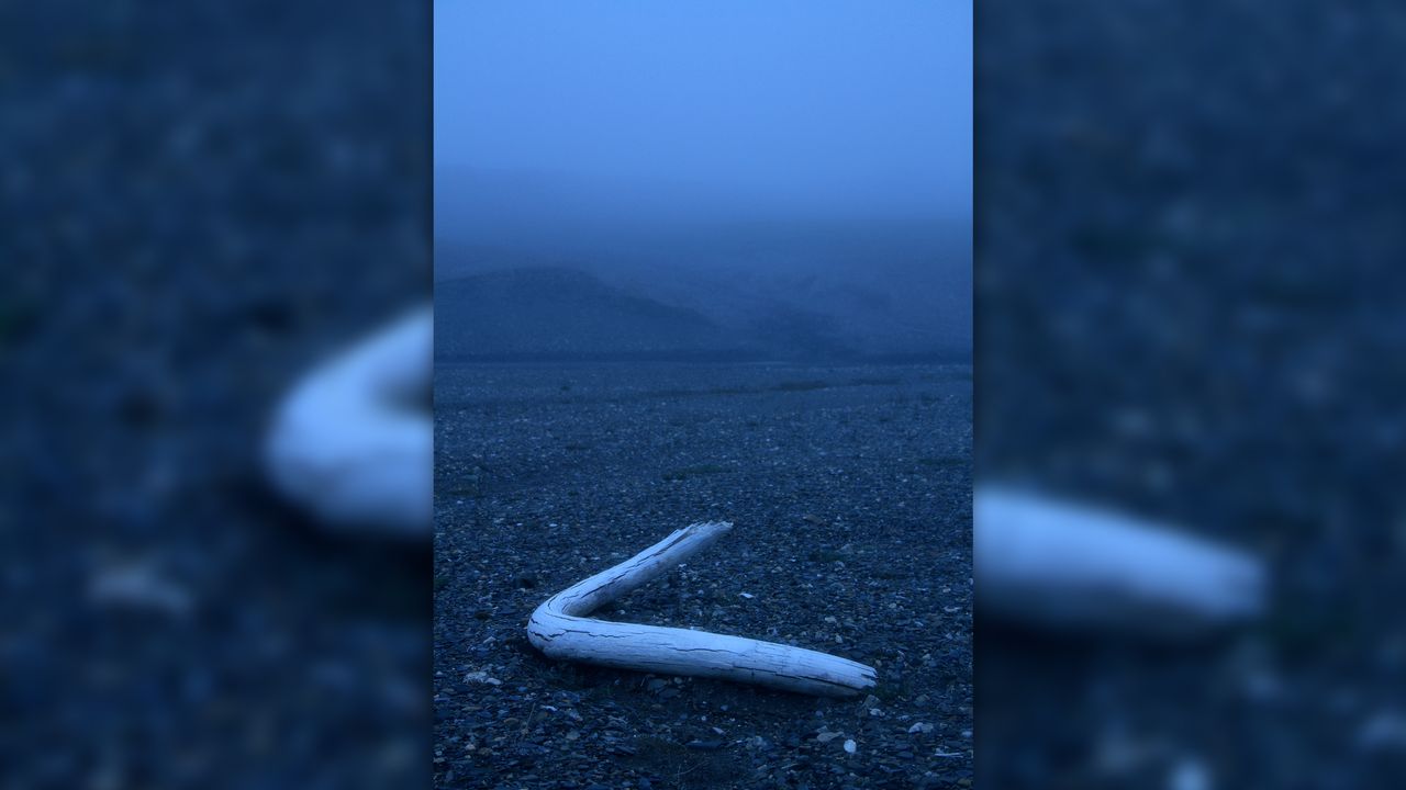 A woolly mammoth tusk discovered in a creek bed on Wrangel Island in 2017