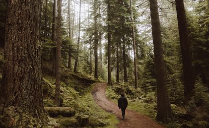 Walking trail through woods
