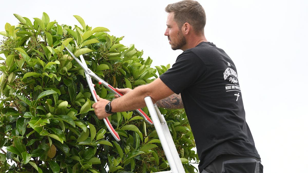 Man on a ladder cuts a hedge back with a pair of sheers 