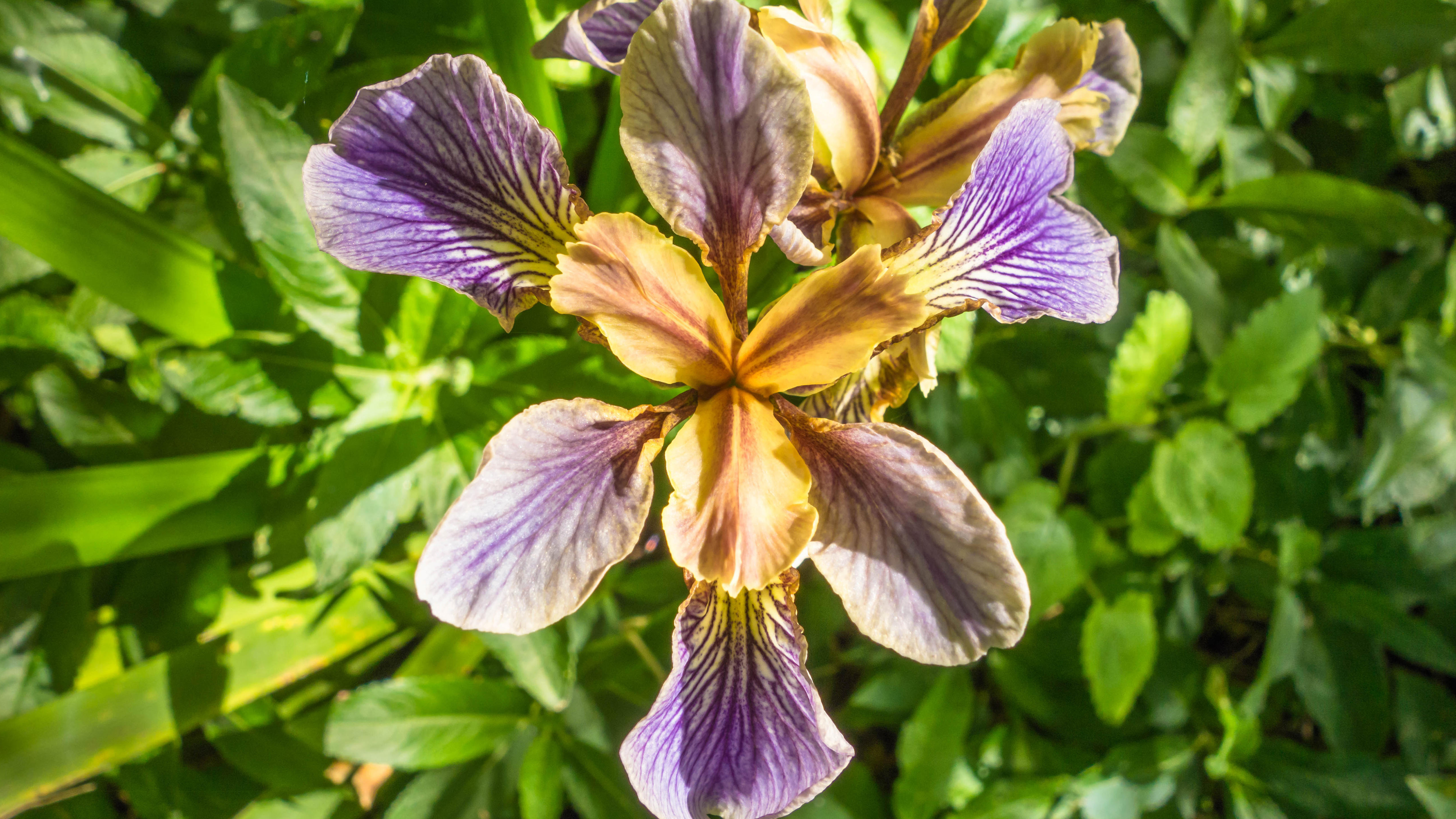 Stinking iris — a purple/blue flower with a yellow centre.