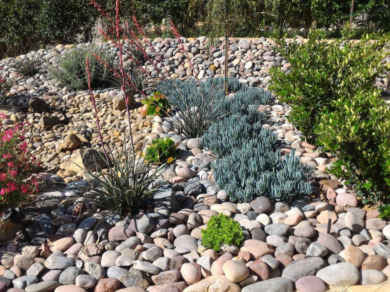 Xeriscape Landscape Of Rocks And Plants