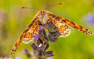 Butterfly Duke of Burgundy