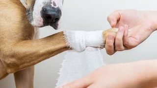 bandaging a dog's paw