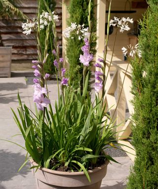 purple gladioli in pot with white agapanthus