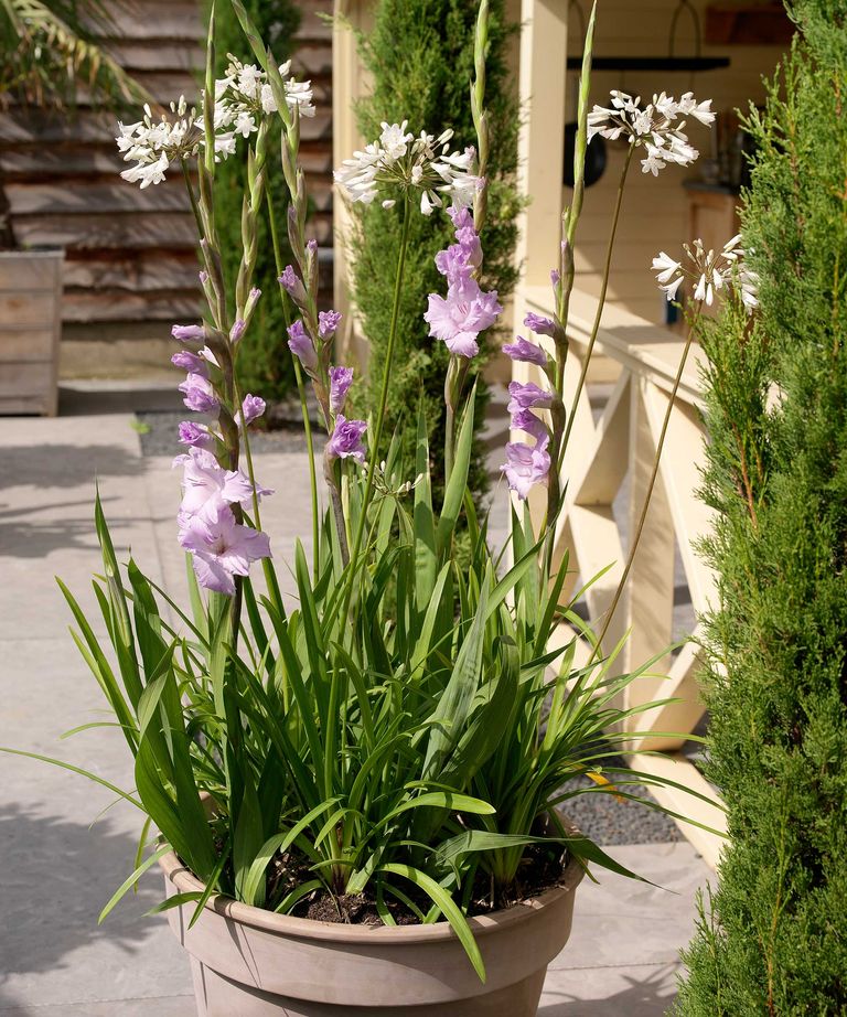 How to grow gladioli in pots top container tips Homes & Gardens