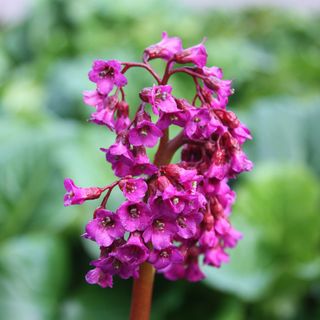 Bergenia 'Abendglut' garden plant for shade