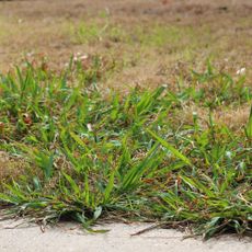 Crabgrass in lawn