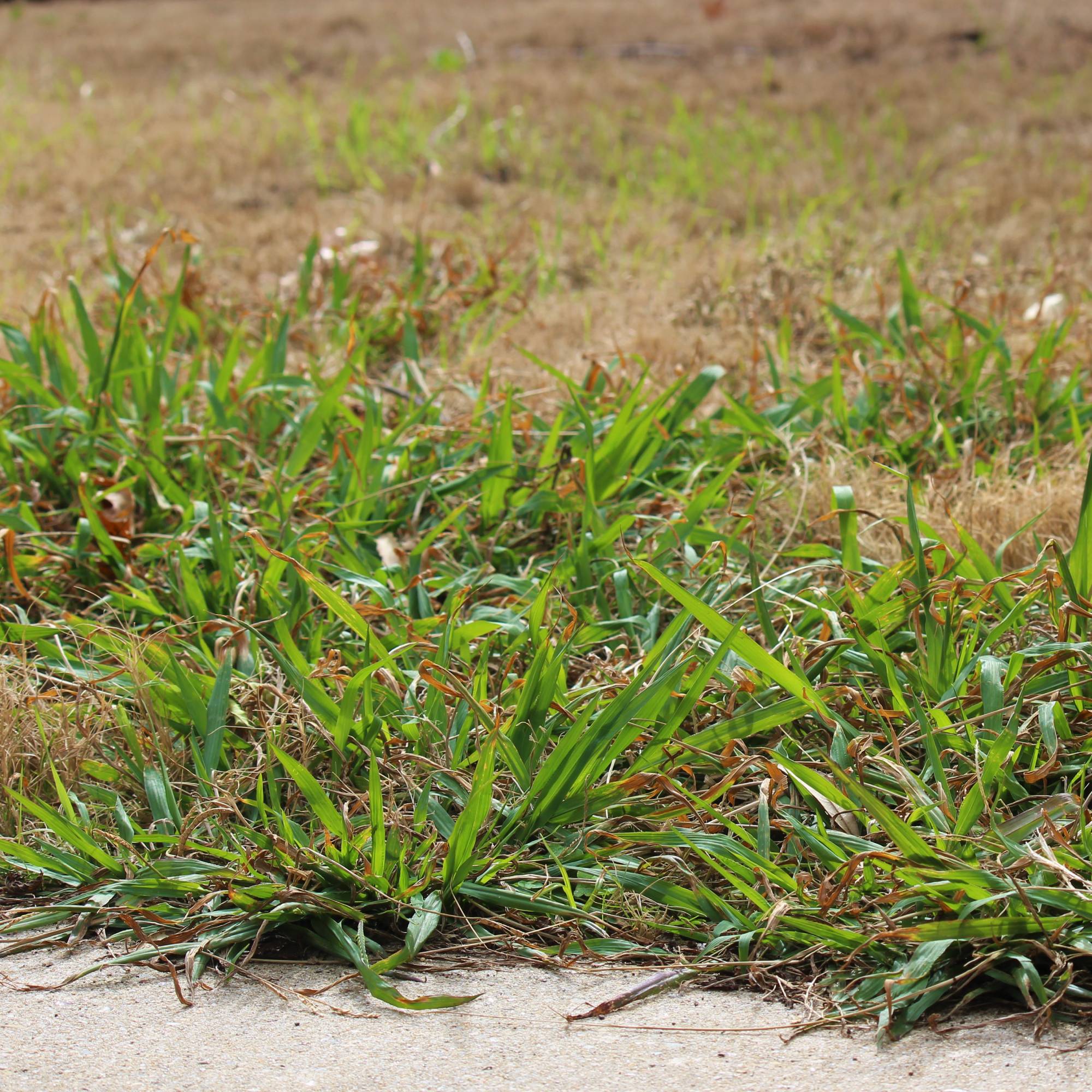 Crabgrass in lawn