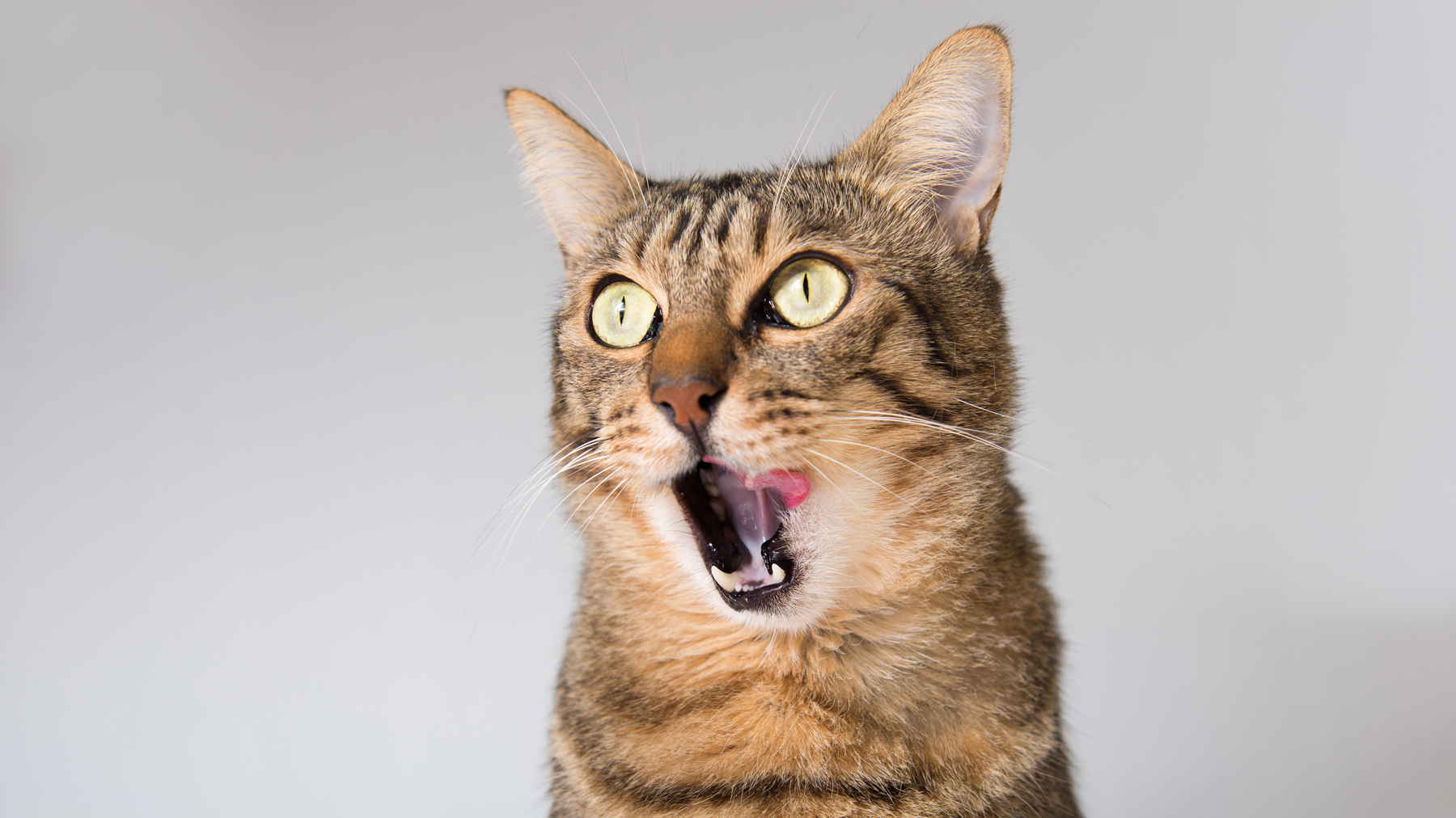 Food aggression in cats: A vet's guide to signs and treatment | PetsRadar