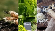 How to grow horseradish