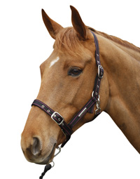 headcollar.jpg
